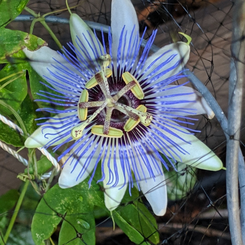 Meet your Posher, Zemeira